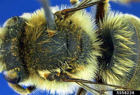 long-horned bee (generic) (Eucera actuosa)