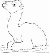 Little Baby Camel Coloring Page For Kids  Free Printable sketch template