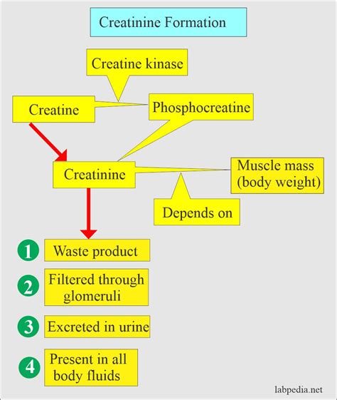 Dağ Riskli salıncak normal serum creatinine levels in adults görülen ...