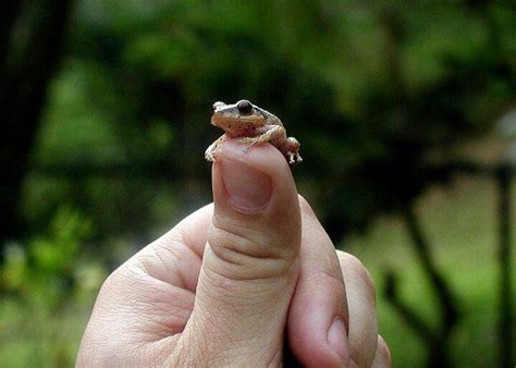 Our Original frog aka Coqui | Puerto ricans, Puerto rican culture, Puerto