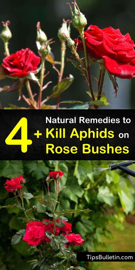 5+ Natural Remedies to Kill Aphids on Rose Bushes