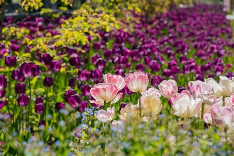 Tulips Blossom in the Denver Botanic Gardens Stock Image - Image of nature, spring: 123075001