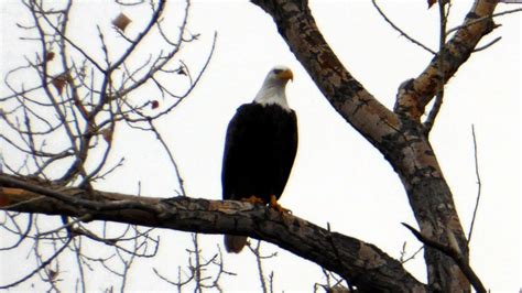 Dazzling Discovery: Rare Albino Eagle