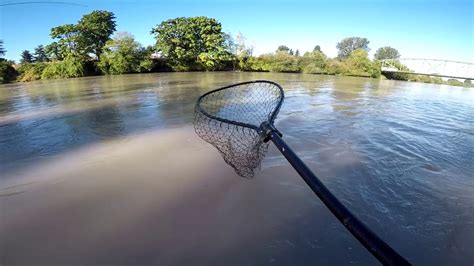 Fishing Puyallup River for Pink (Humpy) Salmon - 8.26.17 - YouTube