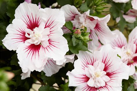 Hibiscus Syriacus ‘Rose Of Sharon’ 50 SEEDS | lupon.gov.ph