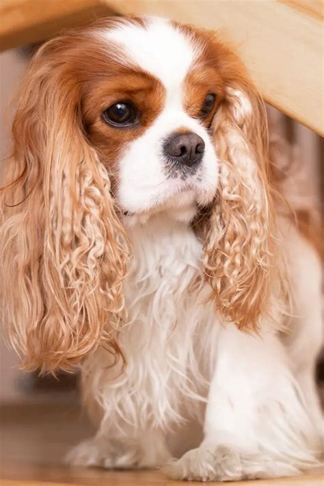 Cavalier King Charles Spaniel Puppies (19 cute pups) - Talk to Dogs