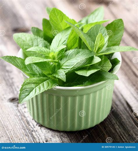 Peppermint stock image. Image of plant, stem, peppermint - 30979145