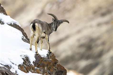 Himalayan Blue Sheep in Himalayas - HimalayanWonders.Com