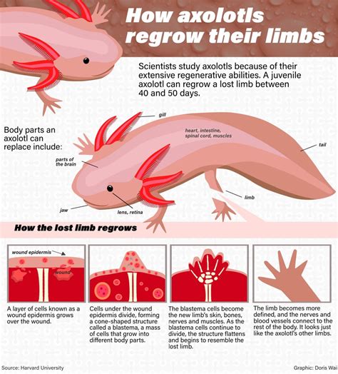 Proposal Self-respect Decode life cycle of an axolotl take a picture Necessities concert