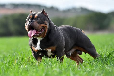 American Bully: dog breed temperament and characteristics