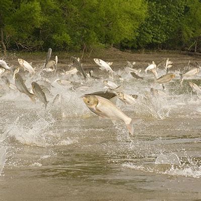 Silver carp – Invasive Species South Africa