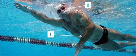 Front crawl technique: the key components | Swim technique, Swim coach, Swimming drills