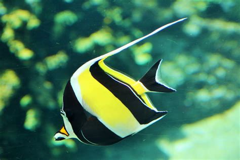 Moorish Idol (Zanclus cornutus) - ZooChat