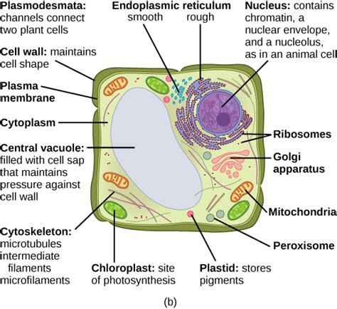 3.3 Eukaryotic Cells – Concepts of Biology-1st Canadian Edition