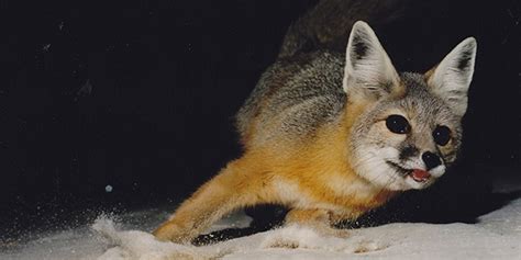 Kit Fox - White Sands National Park (U.S. National Park Service)