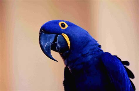 8 Top Blue Parrot Species to Keep as Pets