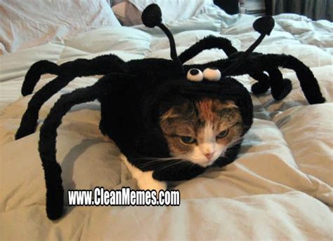 Spider Cat – Clean Memes