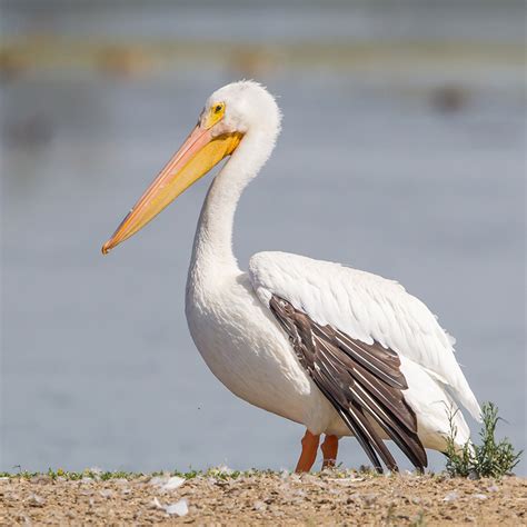 American White Pelican – California Ricelands Waterbird Foundation