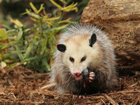 Opossum Control & Removal Services | Cartersville, GA | Total Animal ...