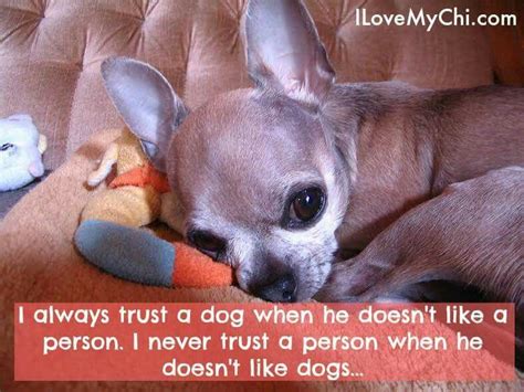 Chihuahua Quotes - ShortQuotes.cc