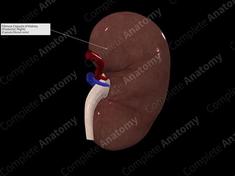 Fibrous Capsule of Kidney (Posterior; Right) | Complete Anatomy