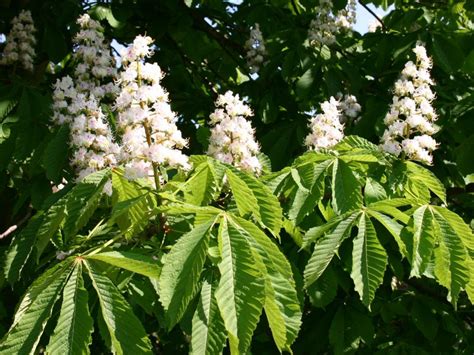 Aesculus hippocastanum (Castan) – Ferma Iancu