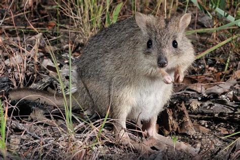 Northern Bettong - ANiMOZ - Fight for Survival