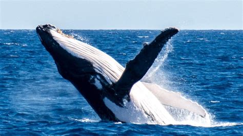 Humpback whale: Tourists get spectacular breaching display on Great ...