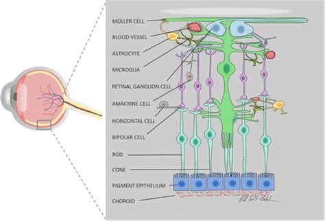 Retinal anatomy. An illustration of the various retinal cells and their ...