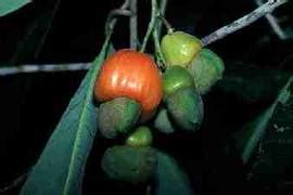 Semecarpus anacardium | Purdue University Famine Foods