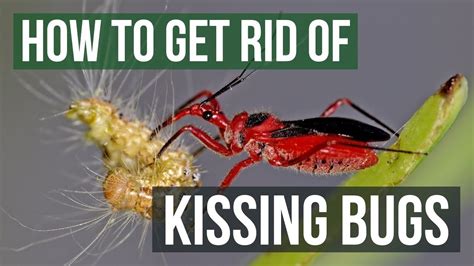 How to Get Rid of Kissing Bugs (4 Easy Steps) - YouTube