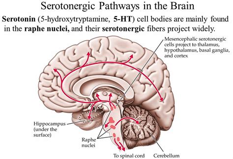 Serotonin, serotonin function, how to boost serotonin and serotonin foods