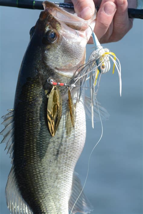 When And Where To Fish Spinnerbaits? – FishHuntGear