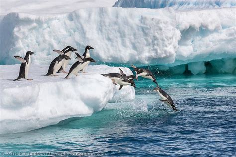 Antarctica | AlaskaPhotoGraphics.com | Alaska photos, Alaska ...