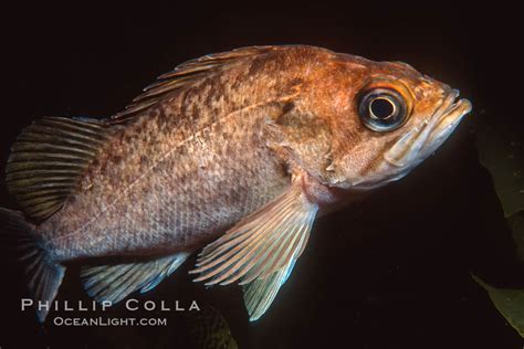 Photo of Rockfish. California, USA :: Image #01031 :: Natural History ...