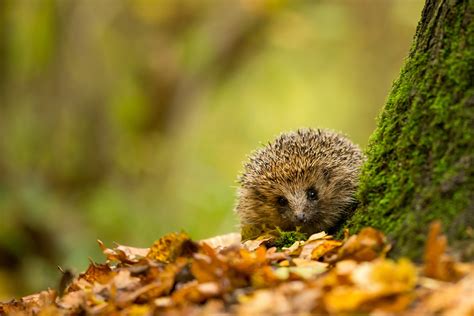 Download Bokeh Fall Animal Hedgehog HD Wallpaper