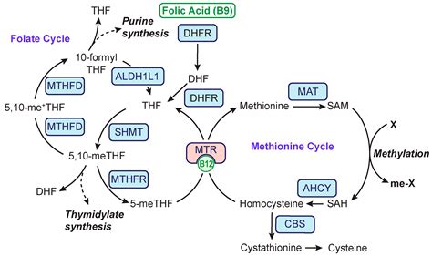 umidità bestia navigazione vitamin b12 synthesis in human body Patriottico Leggero inverno