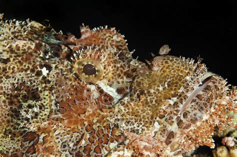 The Very Camouflaged World of the Scorpionfish