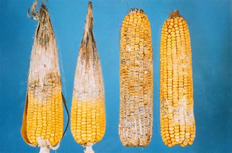 Corn Stalk Rots and Ear Rots: A Double Whammy for Wisconsin Corn Farmers Again this Year ...