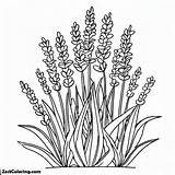 Lavender Flower Cultivation Coloring Pages  For Kids – Smart sketch template