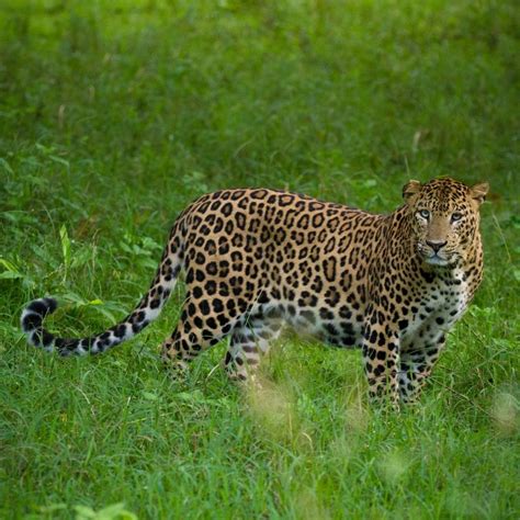 The Ultimate Guide to Kabini Safari - Turuhi