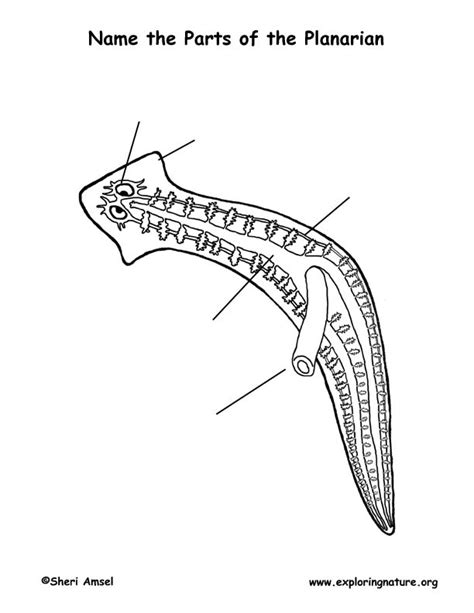 Planarian (Flatworm) Labeling Page