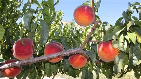 Colorado Freestone Peaches | To-Table