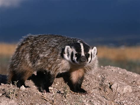 North American Badger-Mammal Wallpaper | Free Download