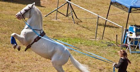 Herrmann's Lipizzan Stallions in Florida | Must Do Visitor Guides