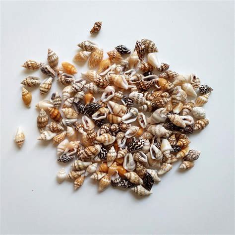 100PCS Natural conch shells Aquarium decoration party festival Home Decor Natural Sea Beach ...