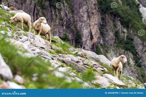 Mountain sheep stock photo. Image of environment, natural - 26668998