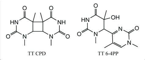 | Structure of the main UV induced pyrimidine dimers, including CPD ...