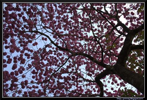 Prime Photos: Tabebuia Flowers