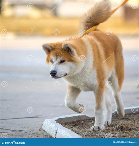 Shiba Inu Akita Dog